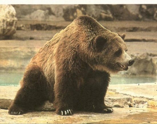 Этрусский медведь (31 фото)