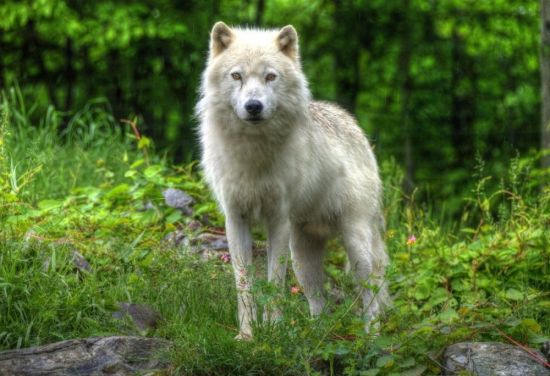 Канадский лесной волк (32 фото)