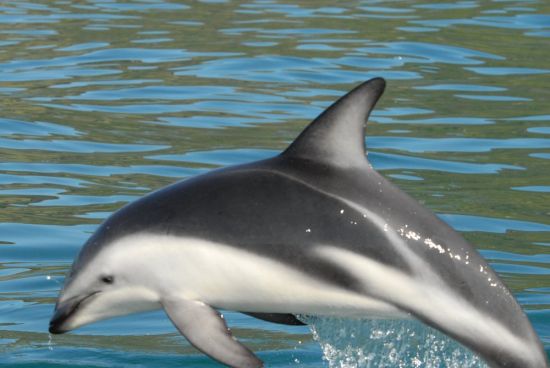 Беломордый дельфин (35 фото)