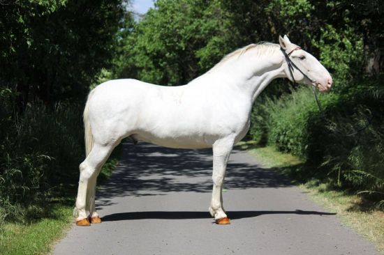 Липицианская лошадь (31 фото)