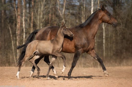 Ахалтекинец лошадь (33 фото)
