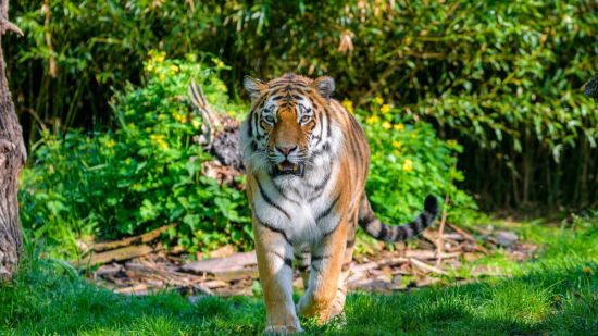 Яванский тигр (26 фото)