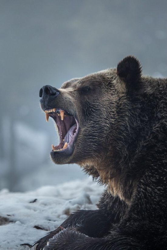 Оскал медведя (40 фото)