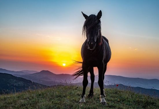 Карабахская лошадь (27 фото)