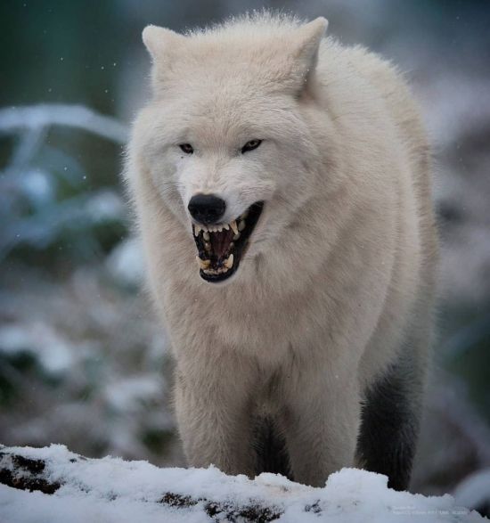 Волк альбинос (31 фото)