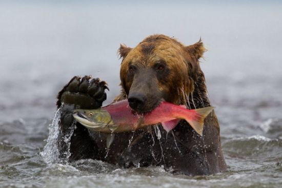 Камчатский бурый медведь (36 фото)