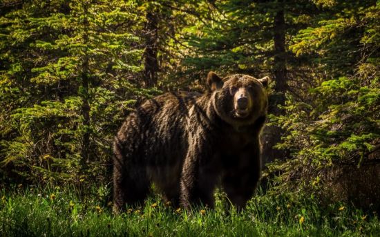 Атласский медведь (36 фото)