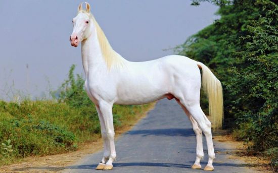 Белая лошадь томпсонов (38 фото)