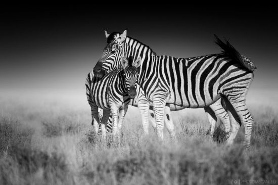 Бурчеллова зебра (30 фото)