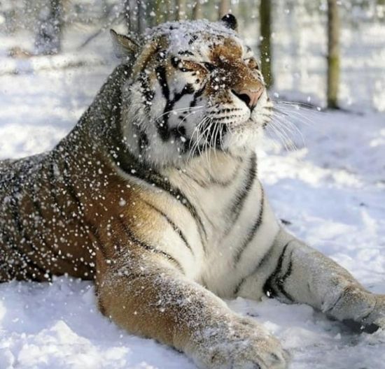 Дальневосточный тигр (36 фото)