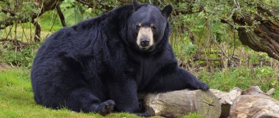 Белогрудый медведь (35 фото)
