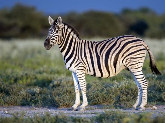 Горная зебра (35 фото)