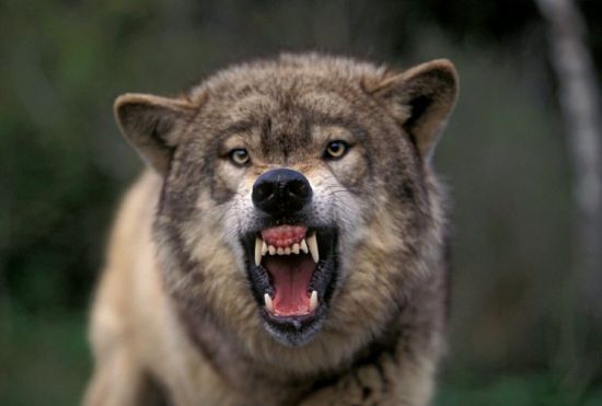 Свирепый волк (42 фото)