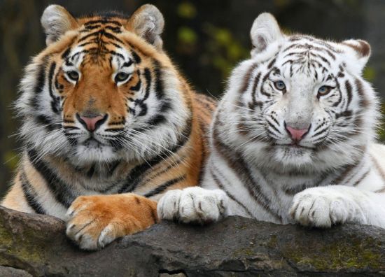 Белый амурский тигр (37 фото)