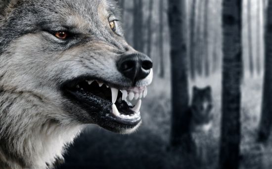 Оскал волка (41 фото)