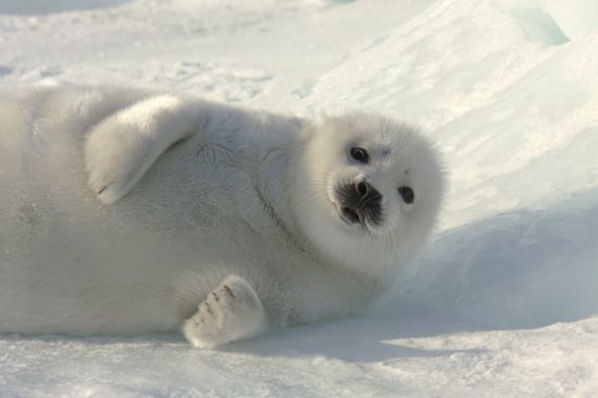 Белый тюлень (38 фото)
