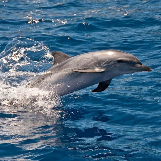 Бутылконосый дельфин (40 фото)
