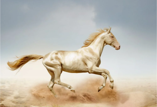 Изабелловая лошадь (34 фото)
