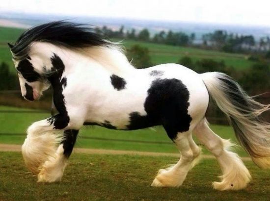 Клайдсдейл лошадь (33 фото)