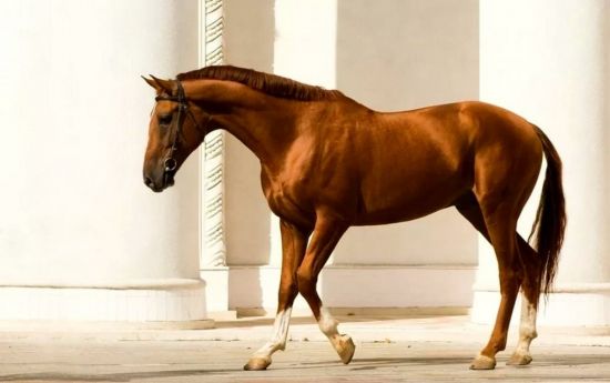 Донская лошадь (32 фото)