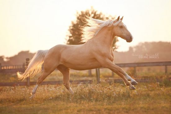 Соловая лошадь (36 фото)