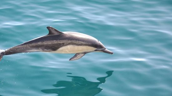 Белобрюхий дельфин (38 фото)