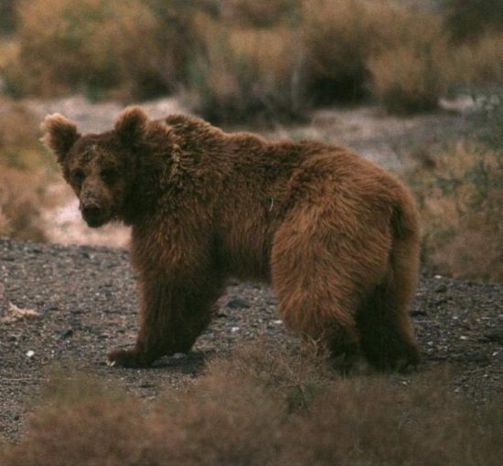 Гобийский бурый медведь (29 фото)