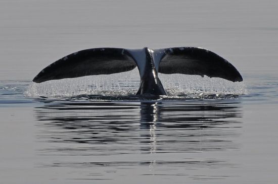 Гренландский кит (28 фото)