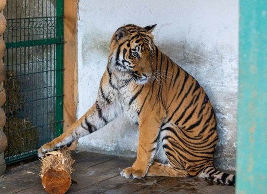Туранский тигр (24 фото)
