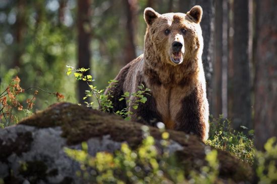 Канадский бурый медведь (32 фото)