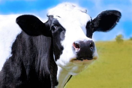 Голштинская корова (35 фото)