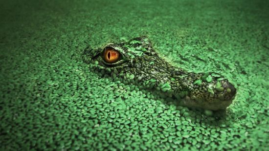 Зеленый крокодил (26 фото)