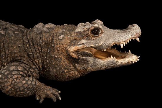 Карликовый крокодил (34 фото)