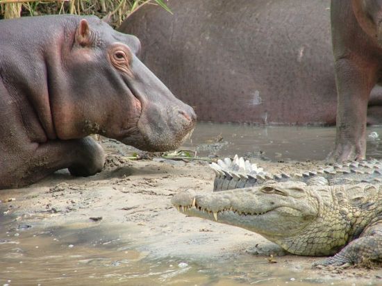 Крокодилы бегемоты (33 фото)