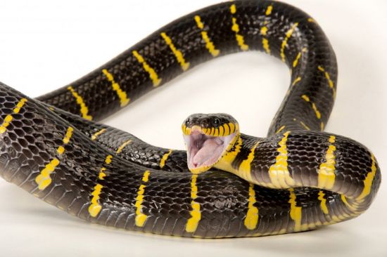 Полосатая змея (30 фото)