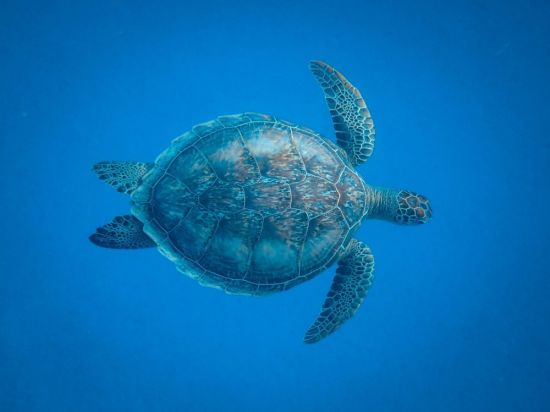 Морская зеленая черепаха (36 фото)