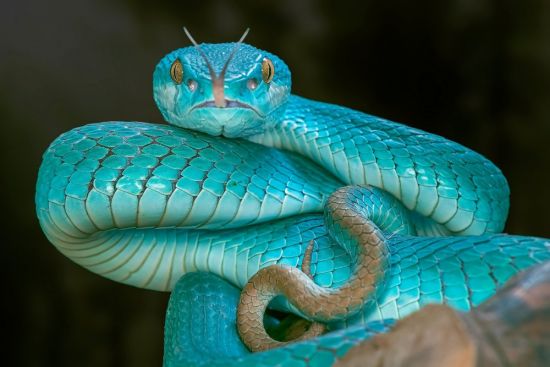 Голубая змея (32 фото)