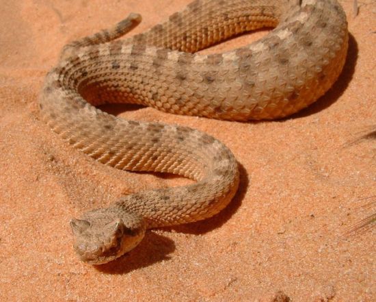 Песчаная змея (30 фото)