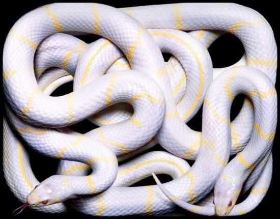 Змея альбинос (32 фото)