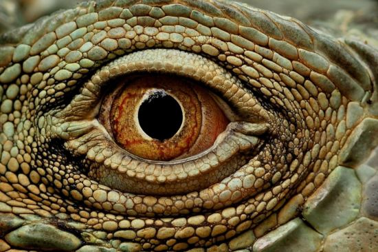 Глаза змеи (31 фото)