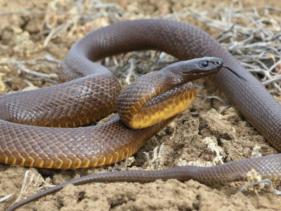 Тайпан маккоя змея (35 фото)