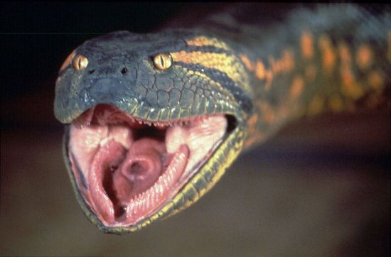 Страшные змеи (28 фото)