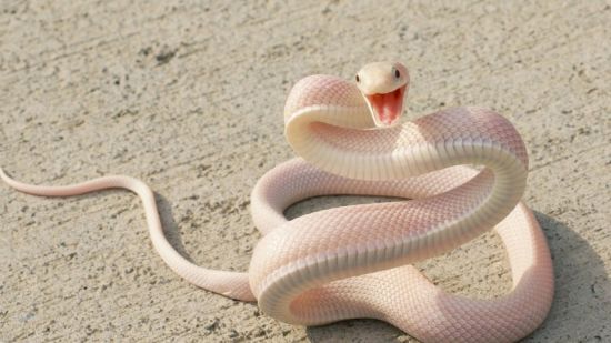 Белая змея (36 фото)