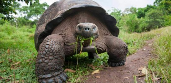 Галапагосская черепаха (39 фото)