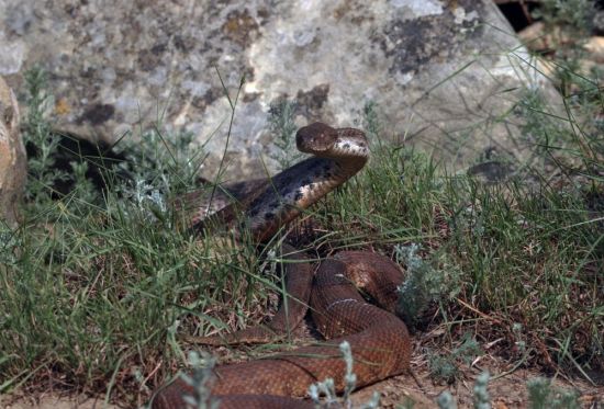 Гюрза змея в дагестане (36 фото)