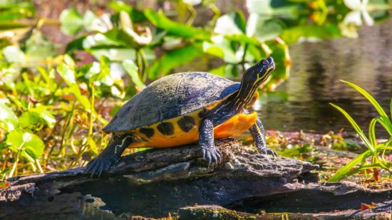 Красноухая пресноводная черепаха (39 фото)