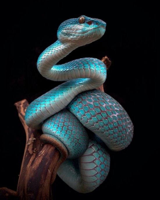 Красивые змеи (38 фото)