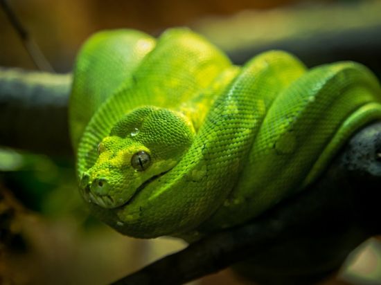 Зеленая древесная змея (37 фото)