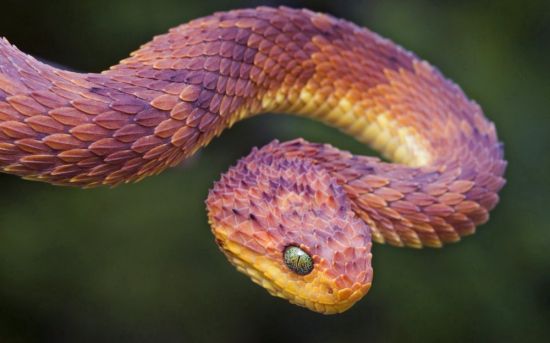 Ботропс змея (40 фото)