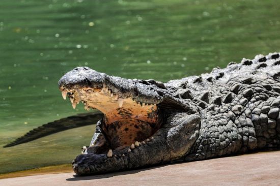 Индийский крокодил (21 фото)